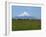 Cattle Grazing in a Field with the Osorno Volcano Behind in the Lake District in Chile-Charles Bowman-Framed Photographic Print