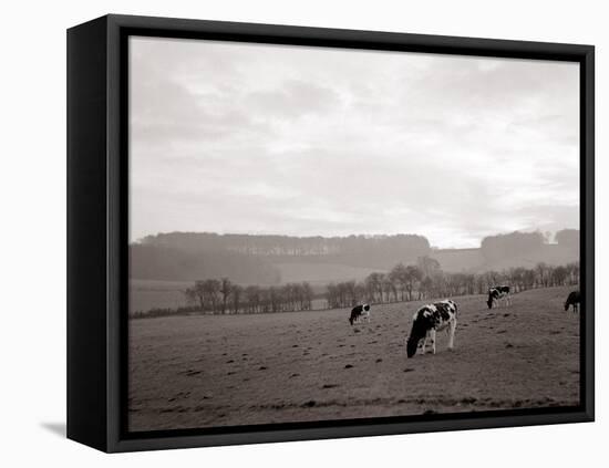 Cattle Grazing in a Field-null-Framed Premier Image Canvas