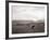 Cattle Grazing in a Field-null-Framed Photographic Print