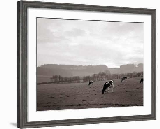 Cattle Grazing in a Field-null-Framed Photographic Print