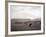 Cattle Grazing in a Field-null-Framed Photographic Print