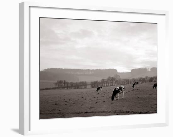 Cattle Grazing in a Field-null-Framed Photographic Print