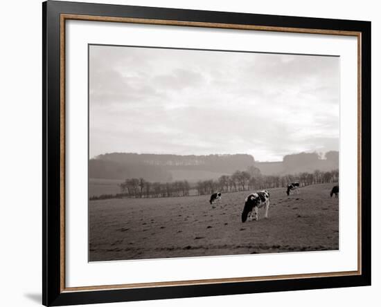 Cattle Grazing in a Field-null-Framed Photographic Print