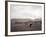 Cattle Grazing in a Field-null-Framed Photographic Print