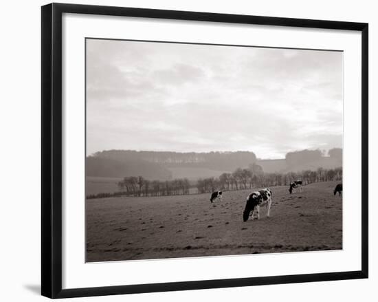 Cattle Grazing in a Field-null-Framed Photographic Print