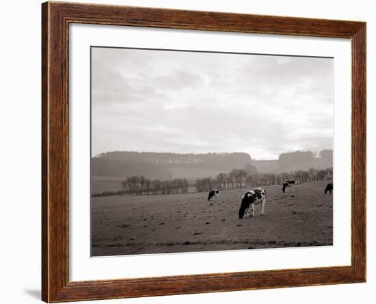 Cattle Grazing in a Field-null-Framed Photographic Print