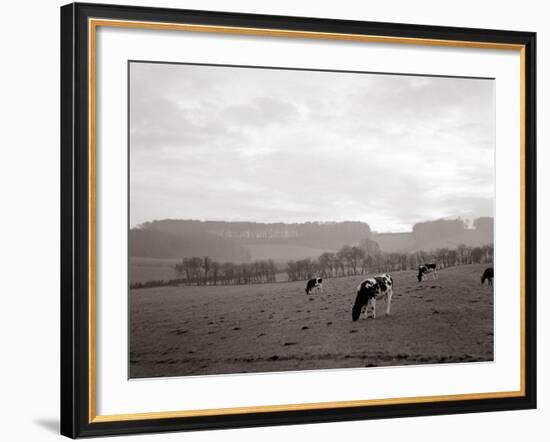 Cattle Grazing in a Field-null-Framed Photographic Print