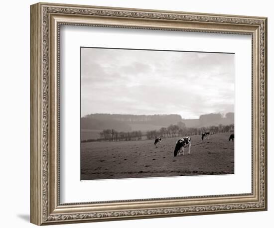 Cattle Grazing in a Field-null-Framed Photographic Print