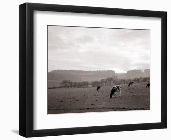 Cattle Grazing in a Field-null-Framed Photographic Print