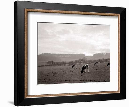 Cattle Grazing in a Field-null-Framed Photographic Print