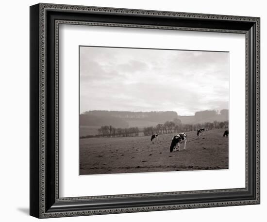 Cattle Grazing in a Field-null-Framed Photographic Print