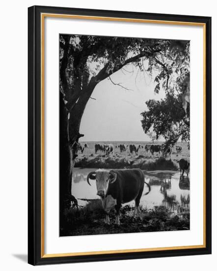 Cattle Grazing in a Pasture Near the Creek on the Ranch-null-Framed Photographic Print