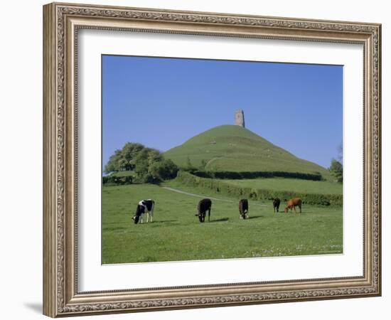 Cattle Grazing in Front of Glastonbury Tor, Glastonbury, Somerset, England, UK, Europe-Philip Craven-Framed Photographic Print