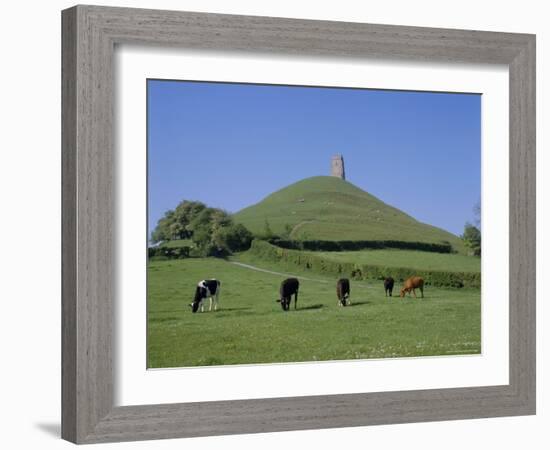 Cattle Grazing in Front of Glastonbury Tor, Glastonbury, Somerset, England, UK, Europe-Philip Craven-Framed Photographic Print