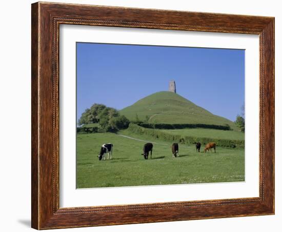 Cattle Grazing in Front of Glastonbury Tor, Glastonbury, Somerset, England, UK, Europe-Philip Craven-Framed Photographic Print