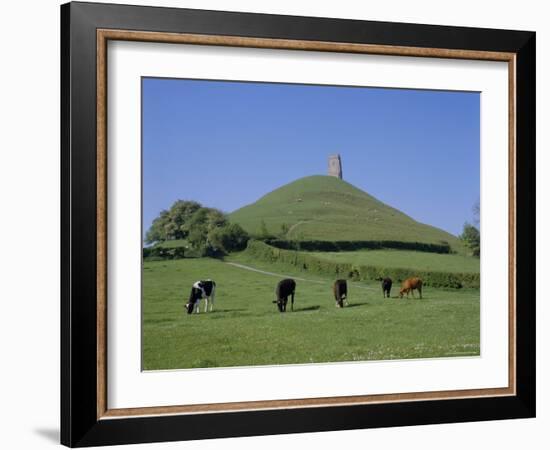 Cattle Grazing in Front of Glastonbury Tor, Glastonbury, Somerset, England, UK, Europe-Philip Craven-Framed Photographic Print