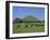 Cattle Grazing in Front of Glastonbury Tor, Glastonbury, Somerset, England, UK, Europe-Philip Craven-Framed Photographic Print