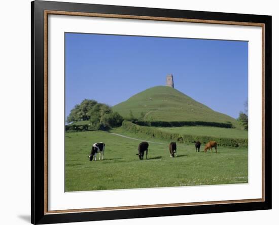 Cattle Grazing in Front of Glastonbury Tor, Glastonbury, Somerset, England, UK, Europe-Philip Craven-Framed Photographic Print