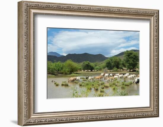 Cattle grazing, Omo Valley, between Turmi and Arba Minch, Ethiopia-Keren Su-Framed Photographic Print