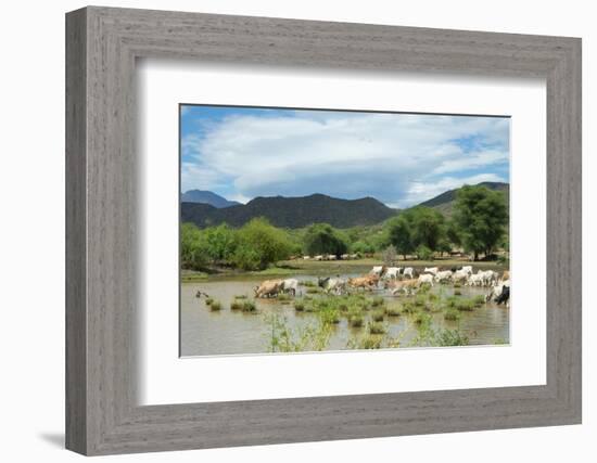 Cattle grazing, Omo Valley, between Turmi and Arba Minch, Ethiopia-Keren Su-Framed Photographic Print