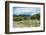 Cattle grazing, Omo Valley, between Turmi and Arba Minch, Ethiopia-Keren Su-Framed Photographic Print