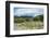 Cattle grazing, Omo Valley, between Turmi and Arba Minch, Ethiopia-Keren Su-Framed Photographic Print