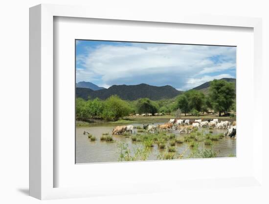 Cattle grazing, Omo Valley, between Turmi and Arba Minch, Ethiopia-Keren Su-Framed Photographic Print