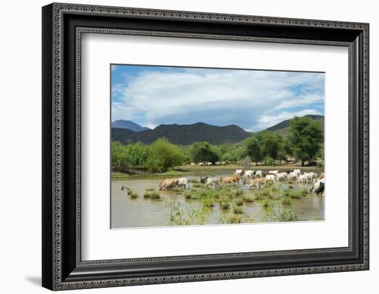 Cattle grazing, Omo Valley, between Turmi and Arba Minch, Ethiopia-Keren Su-Framed Photographic Print