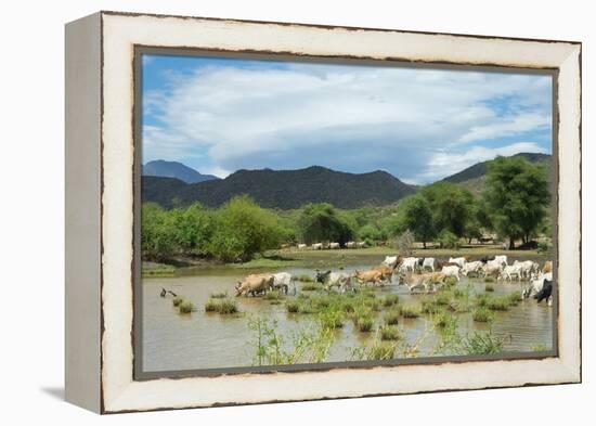 Cattle grazing, Omo Valley, between Turmi and Arba Minch, Ethiopia-Keren Su-Framed Premier Image Canvas