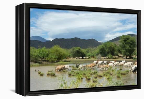 Cattle grazing, Omo Valley, between Turmi and Arba Minch, Ethiopia-Keren Su-Framed Premier Image Canvas