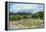 Cattle grazing, Omo Valley, between Turmi and Arba Minch, Ethiopia-Keren Su-Framed Premier Image Canvas