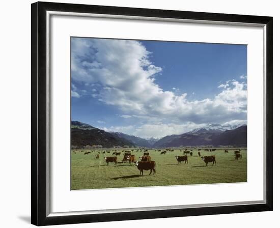 Cattle Grazing on Farmland-null-Framed Photographic Print