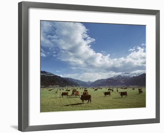 Cattle Grazing on Farmland-null-Framed Photographic Print