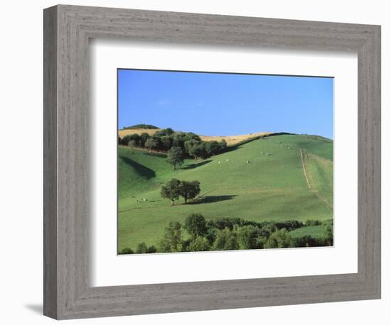 Cattle Grazing on Hillside-Owen Franken-Framed Photographic Print