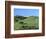 Cattle Grazing on Hillside-Owen Franken-Framed Photographic Print