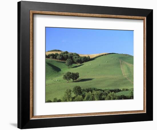 Cattle Grazing on Hillside-Owen Franken-Framed Photographic Print