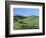 Cattle Grazing on Hillside-Owen Franken-Framed Photographic Print