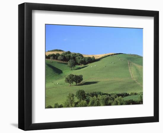Cattle Grazing on Hillside-Owen Franken-Framed Photographic Print