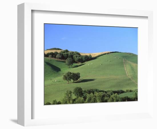 Cattle Grazing on Hillside-Owen Franken-Framed Photographic Print