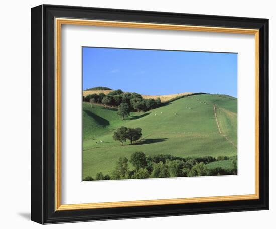 Cattle Grazing on Hillside-Owen Franken-Framed Photographic Print