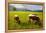 Cattle Grazing with Saint Koloman Church and Neuschwanstein Castle in the Background-Miles Ertman-Framed Premier Image Canvas