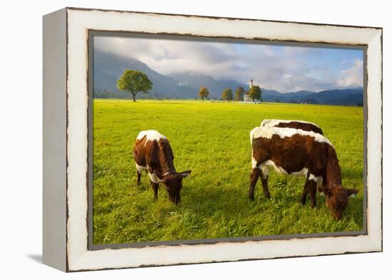 Cattle Grazing with Saint Koloman Church and Neuschwanstein Castle in the Background-Miles Ertman-Framed Premier Image Canvas