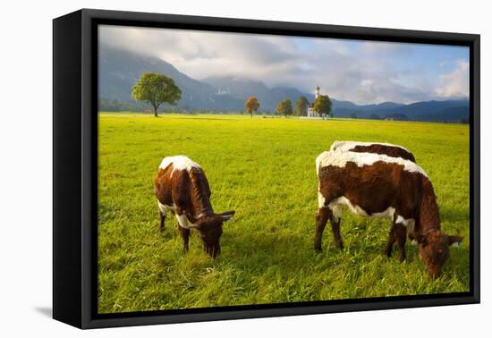 Cattle Grazing with Saint Koloman Church and Neuschwanstein Castle in the Background-Miles Ertman-Framed Premier Image Canvas