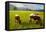 Cattle Grazing with Saint Koloman Church and Neuschwanstein Castle in the Background-Miles Ertman-Framed Premier Image Canvas