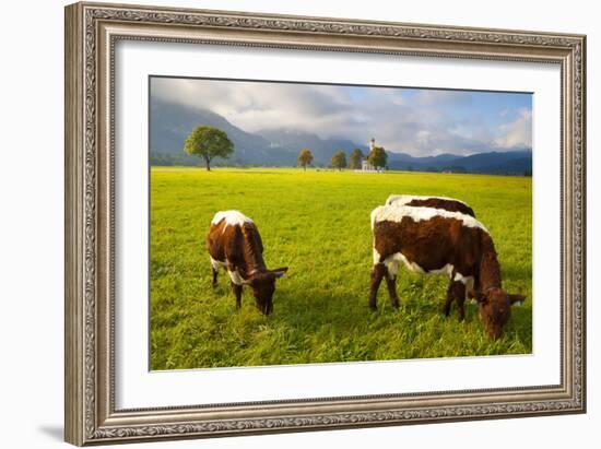 Cattle Grazing with Saint Koloman Church and Neuschwanstein Castle in the Background-Miles Ertman-Framed Photographic Print