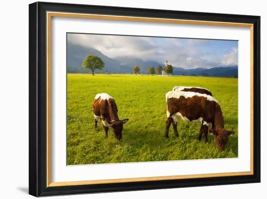 Cattle Grazing with Saint Koloman Church and Neuschwanstein Castle in the Background-Miles Ertman-Framed Photographic Print