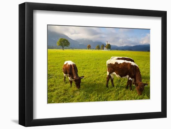 Cattle Grazing with Saint Koloman Church and Neuschwanstein Castle in the Background-Miles Ertman-Framed Photographic Print