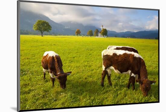 Cattle Grazing with Saint Koloman Church and Neuschwanstein Castle in the Background-Miles Ertman-Mounted Photographic Print