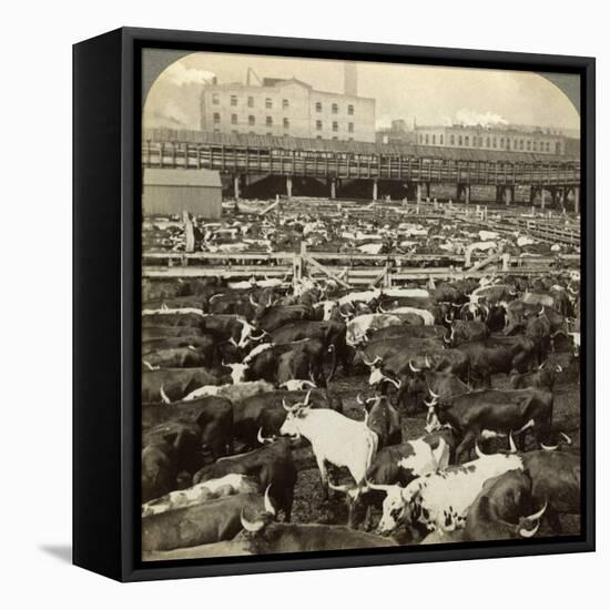 Cattle, Great Union Stock Yards, Chicago, Illinois, USA-Underwood & Underwood-Framed Premier Image Canvas