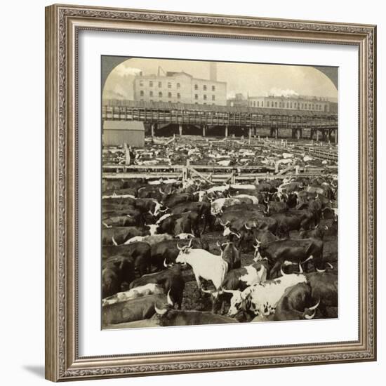 Cattle, Great Union Stock Yards, Chicago, Illinois, USA-Underwood & Underwood-Framed Photographic Print